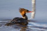 Common Merganser (Female)