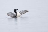 Loon in the rain