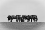 Kentucky Horse Country