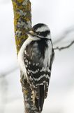 Downy Woodpecker