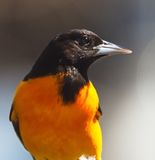 Baltimore Oriole Headshot