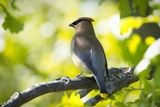 Cedar Waxwing