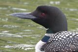 Loon Head