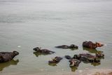 Sacred Cows Bathing, River Ganges, Varanasi, india