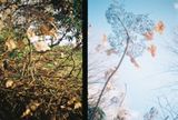 Botanical Gardens, Sheffield, 2018