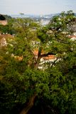 A Tree Above The City, Prague, Czechia