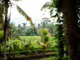 Between the Rainforest and the Monkey Forest, Bali, Indonesia