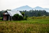 Passing Paddies and Huts, Bali, Indonesia