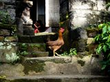 Cockerel in Ubud, Bali, Indonesia