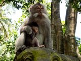 Ubud, Bali, Indonesia