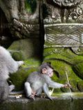 Ubud, Bali, Indonesia