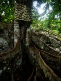 Deep Roots, Goa Gajah, Bali, Indonesia