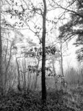 Eaves Wood, Silverdale, UK