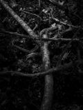 Eaves Wood, Silverdale, UK