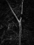 Eaves Wood, Silverdale, UK