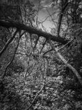 Eaves Wood, Silverdale, UK