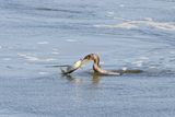 ASI05694_DxO.jpg