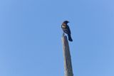 ASI05817_DxO.jpg