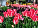 Lanthier Gardens