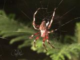 Spider at Front Door