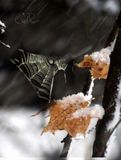 Tenacity 