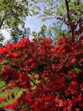 Azalea in my Yard