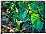 Elephant Ear
