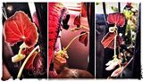Traveling Begonia