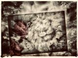 Visual Meditation