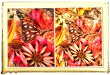 Garden Dreams