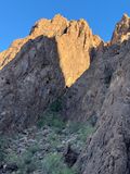 Washingtonia filifera in the Kofa mountains