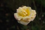 DSC_7877.jpg