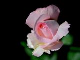 Pink Rose