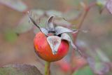 Rose hip macro