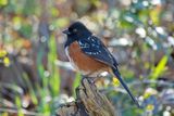 Spotted towhee