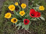 Tulips