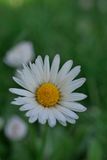 Daisy