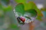 Ladybug