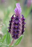 Lavandula Stoechas