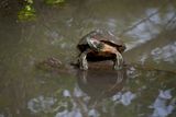 Red-eared Slider - Trachemys scripta elegans