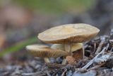 Mushrooms