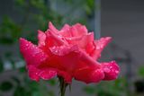 Rainy day