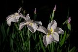 Iris flowers