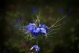 Nigella damascena