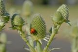 Ladybird