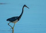 Tricolored Heron