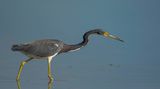 Tricolored Heron