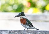 Green Kingfisher