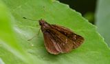DSC_6437-Edit.jpg