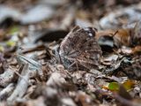 DSC_6476-Edit.jpg